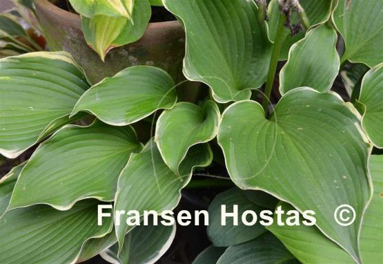 Hosta Happily Ever After